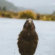 Milford Sound Business Class: Where Luxury Meets Wilderness - Image 7